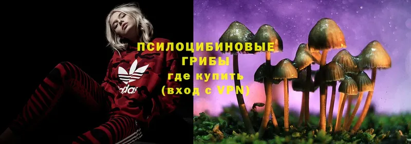 Галлюциногенные грибы Psilocybe  где купить наркоту  Кинель 